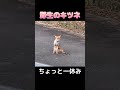 野生のキツネに遭遇！田舎道