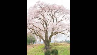 2024東京賞櫻，埼玉縣 鉢形城の桜(氏邦桜)