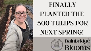 How to plant tulips on your flower farm and plan for next year!