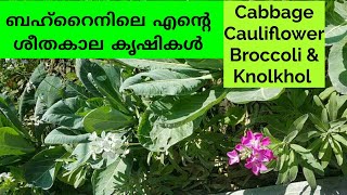 ശീതകാല പച്ചക്കറി കൃഷികൾ | How to grow winter Crops | Cabbage/Cauliflower /Broccoli / knolkhol