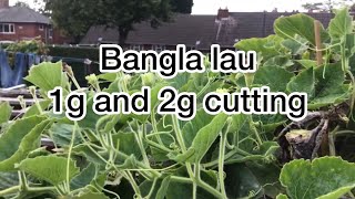 SHOKHER BAGAN 2021 | how and when to do 1g/2g on bangla lau | bottle gourd