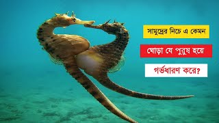 সমুদ্রের নিচে এ কেমন ঘোড়া যে পুরুষ হয়ে গর্ভধারণ করে? - Facts About Sea Horses? - চিড়িয়াখানা