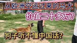 从欧洲空运过来的高动力马犬价值20多万你见过没有？