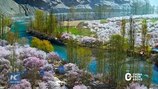 China From Above | Apricot blossoms on Pamir Plateau, Xinjiang