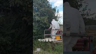 가을철 감 따는 신박한 방법 #shorts #short #shortvideo #shortsvideo #감따기 #신혼일상 #새내기농부 #브이로그