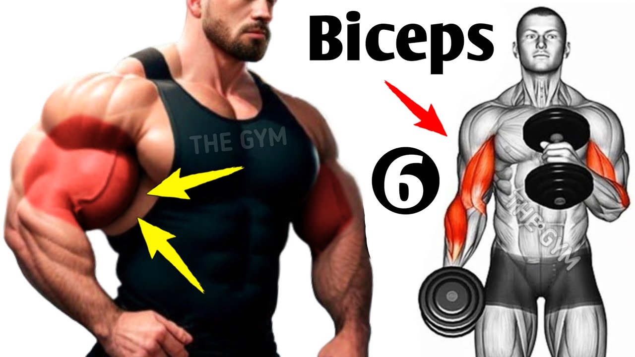 6 Most Effective Biceps Exercises For Building Muscle - Biceps Workout ...