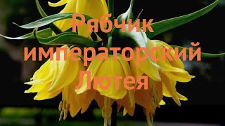 Рябчик обыкновенный Лютея (rusticulae ryabchik) 🌿 Лютея обзор: как сажать, луковицы рябчики Лютея