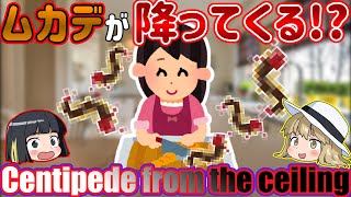 【ゆっくり解説】対策しないと超危険！天井からムカデが落ちてくる理由と対処法を解説