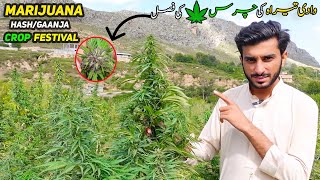 TIRAH CHARAS VALLEY PAKISTAN - Tirah Valley Marijuana Crop Khyber Agency | Street Food Tirah Maidan