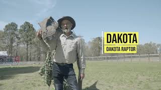 DAKOTA the Dakota Raptor