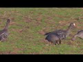 white fronted geese anser albifrons flavirostris