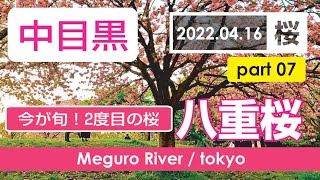 【桜】中目黒/目黒川の桜並木を散歩⑦　2022年4月16日 満開の八重桜で2回目＆時間差の花見を楽しむ/カフェ/西郷山公園/河津桜/Cherry Blossoms/japan/2022/037