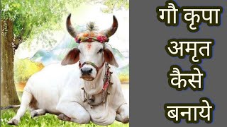 Gokripa amrit kese banaye shri shri onkareshvar aashram.गौकृपा अमृत कैसे बनाये श्री श्री ओम्कारेश्वर