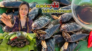 แมงดาไข่ทอด ไข่สีเขียวมรกต |พากินพาแซ่บ MT Channel