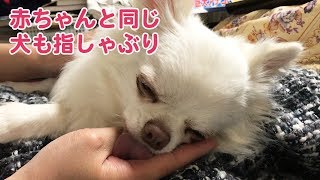 ママ～「ペロペロペロ」犬も眠い時は甘えて指しゃぶり！-Mama ~ \