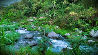 Healing Sounds of Nature: Forest Birds, Running Water, and Serene Ambience for Meditation.ASMR