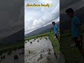 रोपाई viral shots chaukhutia almora uttarakhand pahadiculture @veerumanralvlogs01