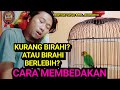 cara membedakan dan seting lovebird overbirahi atau kurang birahi?simak ciri-cirinya.