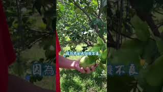 到底文旦挑大還是小？