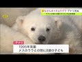 8頭の「お父さん」円山動物園のホッキョクグマ「デナリ」死ぬ　子だくさん…国内飼育の