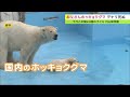 8頭の「お父さん」円山動物園のホッキョクグマ「デナリ」死ぬ　子だくさん…国内飼育の