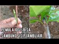 Buat Pemula... Cara sambung sisip Jambu Air yang mudah