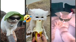 Funny Cats 2025 🙀 New Funny Cats 2024 🥰 #magicmewtv Part 7393