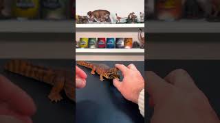 Rebor Sarcosuchus unboxing 2023 and Deinosuchus comparison 🔥