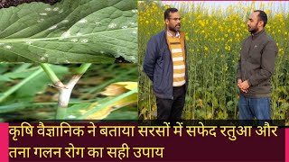 सरसों में तना गलन और सफेद रतुआ रोग से बचाव | WHITE RUST MUSTARD CROP SARSON MEN TANA GALAN  RATUA