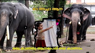 guruvayoor punnathur kotta's elephant vinayakan /kerala elepahnt