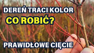 DEREŃ TRACI KOLOR - co zrobić? 🟥 ✂️ 🟨