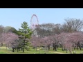 サクラ咲く 多摩湖・狭山公園 2016春