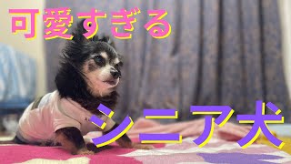 老犬の可愛いところとシニア犬あるある【チワワ】