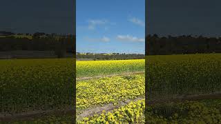 Beautiful Canola farm #Canola farm#perth #Australia #moment#life