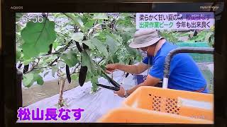 松山長なすニュース取材