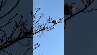 メジロさんの鳴き声