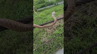 चंद्र नाग रेलिंग पर दिखा 🐍😱 Monoclead Cobra Snake At Wire #nature #snake #black #sarprakshak