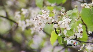As trees start to bloom, pollen can cause allergy problems