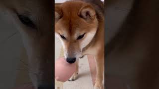 気まずい柴犬An awkward Shiba Inu #shorts#shiba #柴犬#dog