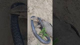 King Cobra Snake vs. Monitor lizard fight in forest🐍🦎| A Dangerous wild encounter#snake#lizard#fight