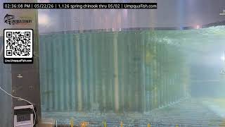 Umpqua Fish - Live Fish Cam