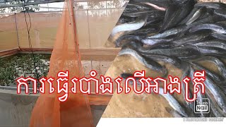 ការពារត្រីលោតចេញពេលត្រីធំ/Making a fish barrier jumps out when the fish are big