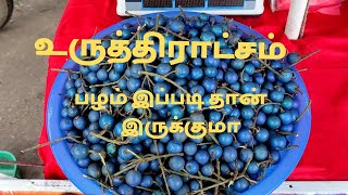 உருத்திராட்சம் பழம் சுவை இப்படி தான் இருக்குமா Uruththiradsam fruit