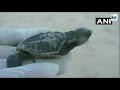 watch baby olive ridley turtles make their way to sea in odisha