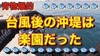 【青物爆釣】台風後の沖堤防は楽園だった❗️ワールドシャウラbg