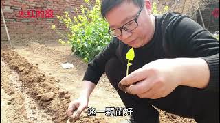 3225 清明前后种瓜点豆,清明是24节气中种瓜豆季节,快种黄瓜豆角吧