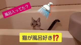 猫が風呂好き⁉️😸体洗って満足猫😸夜は洗顔もブラッシングも😸