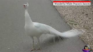 Wonderful White Peacock Dances 1. அழகிய வெள்ளை மயில், நடனங்களின் கொள்ளை அழகு.!!