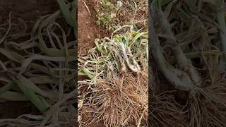 Harvesting the Winter Green Onions