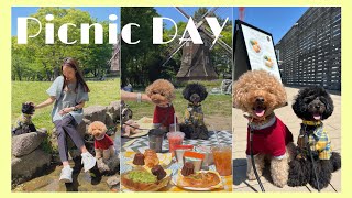 【ピクニック】名城公園でピクニックしたよ🥪🥤✨ #五右衛門とウニちゃんねる #五右衛門 #ウニ #dog #プードル #vlog #犬 #犬のいる暮らし #ピクニック #公園